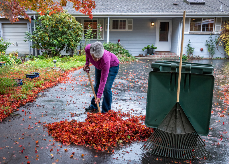 Senior Raking Autumn Leaves