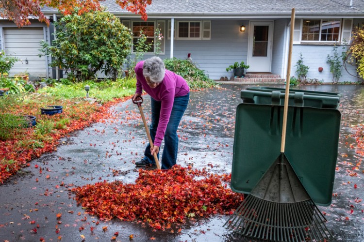 Senior Raking Autumn Leaves